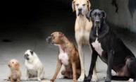 dogs