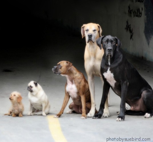 dogs