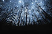 trees and starry sky
